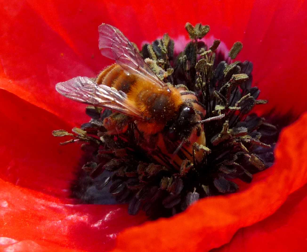 Sul papavero:  Andrena cfr.  nigroaenea  (Apidae Andreninae)